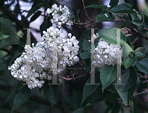 Picture of Syringa vulgaris 'Prof. E. H. Wilson'