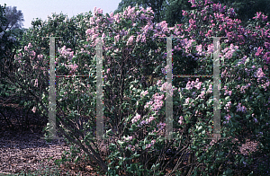 Picture of Syringa vulgaris 'Macrostachya'