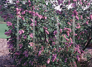 Picture of Syringa vulgaris 'Tita'