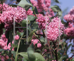 Picture of Syringa vulgaris 'Tita'