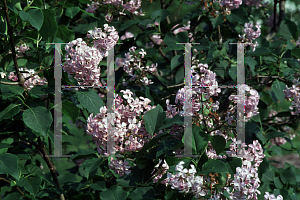 Picture of Syringa x 'Buffon'