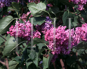 Picture of Syringa vulgaris 'Ruhn Von Horstenstein'