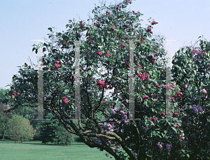 Picture of Syringa vulgaris 'Adelaide Dunbar'