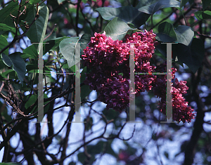 Picture of Syringa vulgaris 'Adelaide Dunbar'