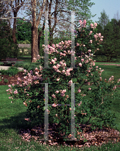 Picture of Syringa x 'Buffon'