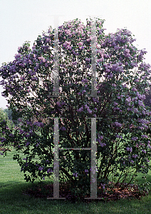 Picture of Syringa vulgaris 'Fuerst Liechtenstein'