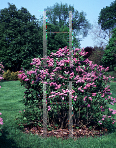 Picture of Syringa vulgaris 'Ruhn Von Horstenstein'