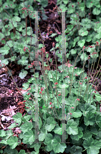 Picture of Heuchera sanguinea 