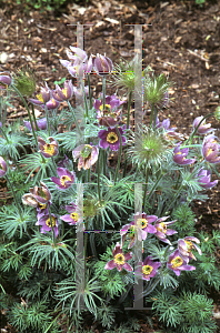 Picture of Pulsatilla vulgaris 