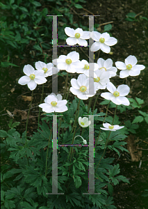 Picture of Anemone sylvestris 