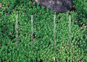 Picture of Sedum sarmentosum 