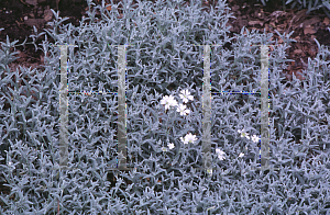 Picture of Cerastium tomentosum 'Silberteppick'