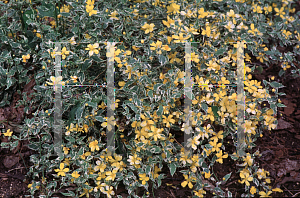 Picture of Kerria japonica 'Picta'