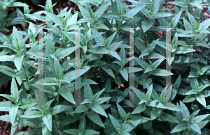 Picture of Nepeta sibirica 