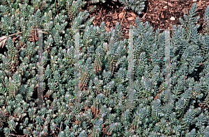 Picture of Sedum forsterianum 