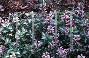 Picture of Lamium maculatum 'Shell Pink'