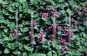 Picture of Lamium maculatum 'Chequers'