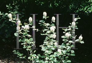 Picture of Fothergilla gardenii 'Mount Airy'