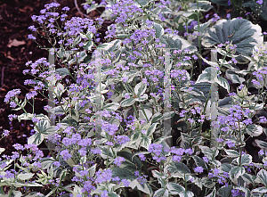 Picture of Brunnera macrophylla 'Hadspen Cream'