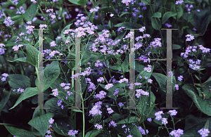 Picture of Brunnera macrophylla 