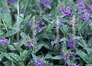 Picture of Pulmonaria x 'Little Star'