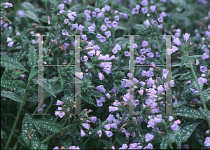 Picture of Pulmonaria longifolia 'Roy Davidson'