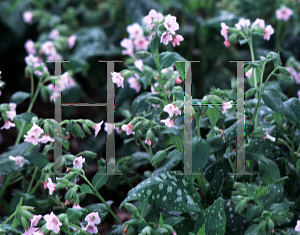 Picture of Pulmonaria saccharata 'Pierre's Pure Pink'