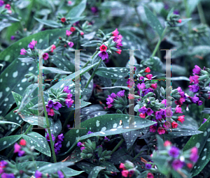 Picture of Pulmonaria longifolia 'Little Blue'