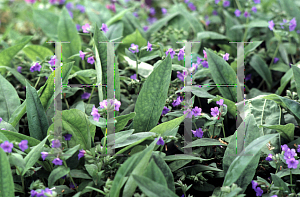 Picture of Pulmonaria angustifolia 