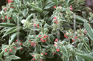 Picture of Pulmonaria montana 'David Ward'