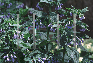 Picture of Symphytum grandiflorum 'Hidcote Blue'