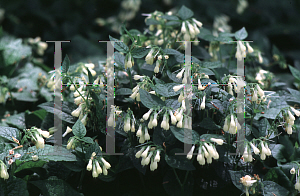 Picture of Symphytum grandiflorum 