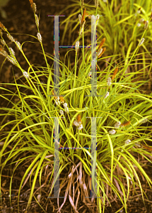 Picture of Carex elata 'Bowles Golden'