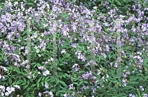 Picture of Polemonium reptans 