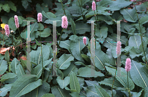 Picture of Polygonum bistorta 'Superbum'