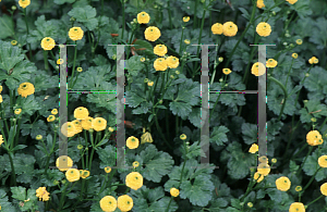 Picture of Ranunculus repens 'Flore Pleno'