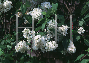 Picture of Syringa vulgaris 'Ellen Willmott'