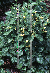 Picture of Lamium galeobdolon 'Florentinum'