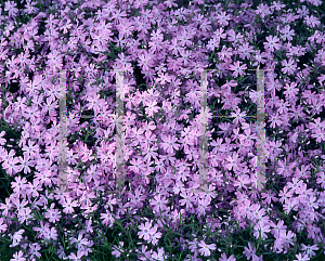 Picture of Phlox subulata 'Emerald Cushion'