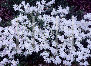 Picture of Phlox subulata 'White Delight'