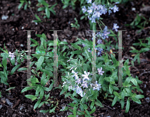 Picture of Phlox divaricata ssp. laphamii 