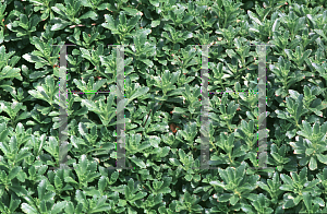 Picture of Sedum kamtschaticum ssp. ellacombianum 