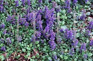 Picture of Ajuga genevensis 