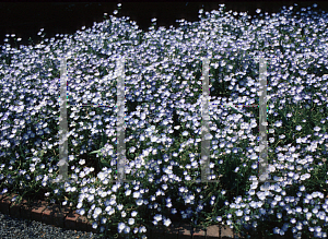 Picture of Nemophila menziesii 