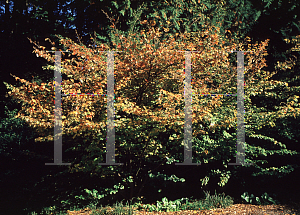 Picture of Hamamelis japonica var. flavopurpurascens 