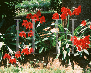 Picture of Hippeastrum x hybridum 