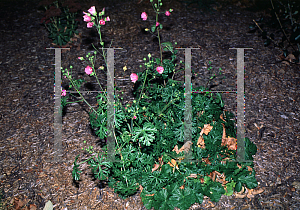 Picture of Malva alcea 'Fastigiata'