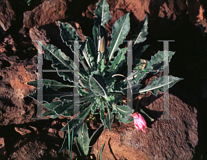 Picture of Oenothera caespitosa 