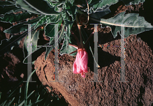 Picture of Oenothera caespitosa 