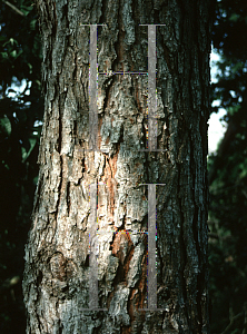Picture of Pinus sabiniana 
